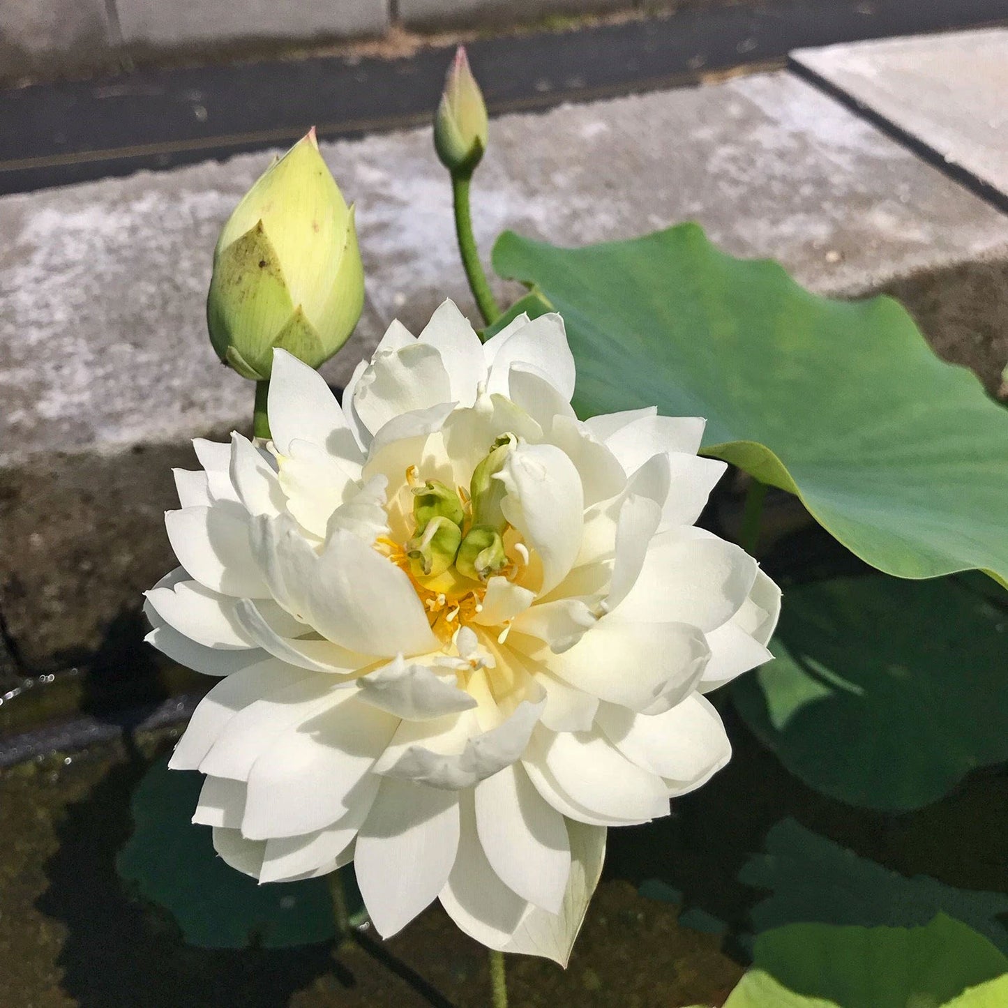 Petite Brocade Edge Dwarf Lotus