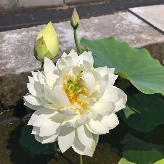 Petite Brocade Edge Dwarf Lotus