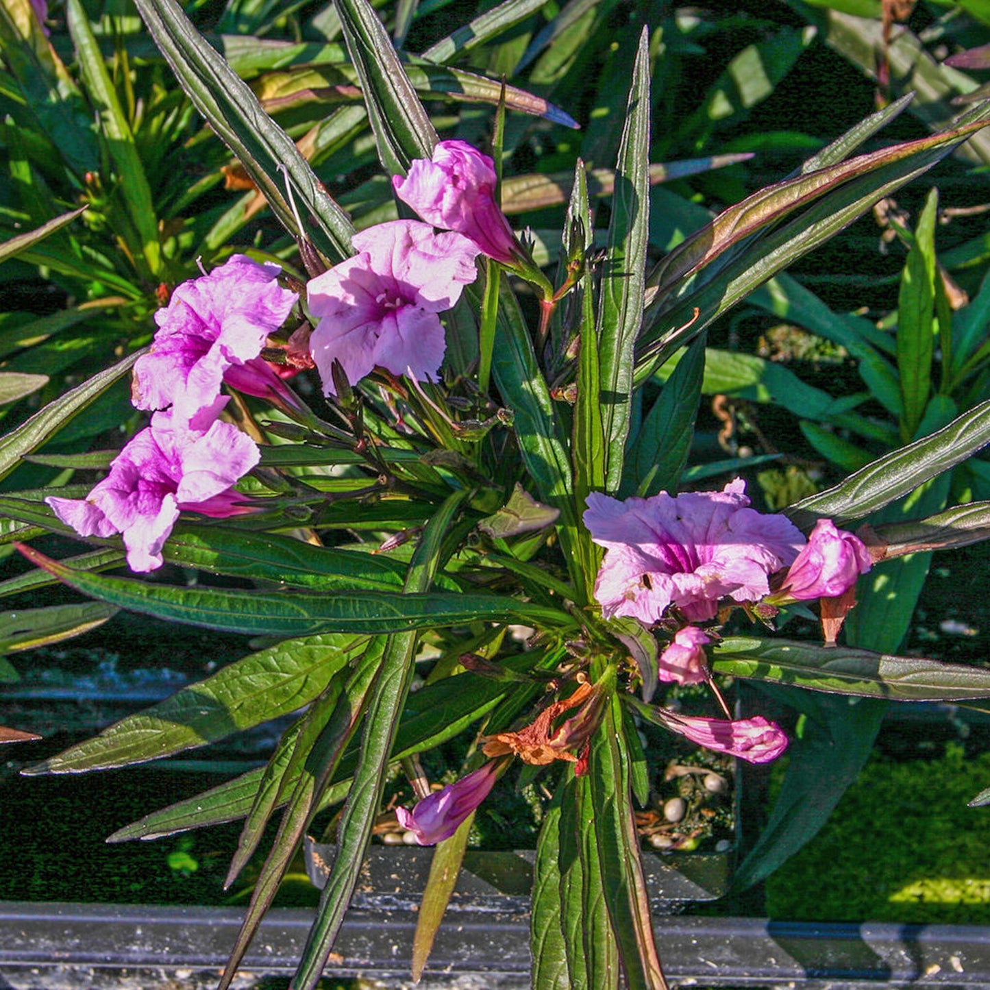 Dwarf Pink Bell - Chi Chi