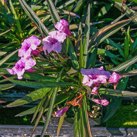 Dwarf Pink Bell - Chi Chi