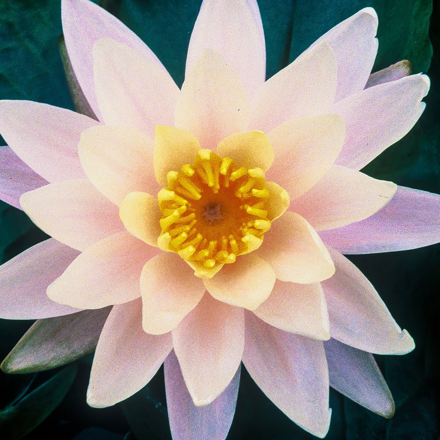 Pink Grapefruit Lily