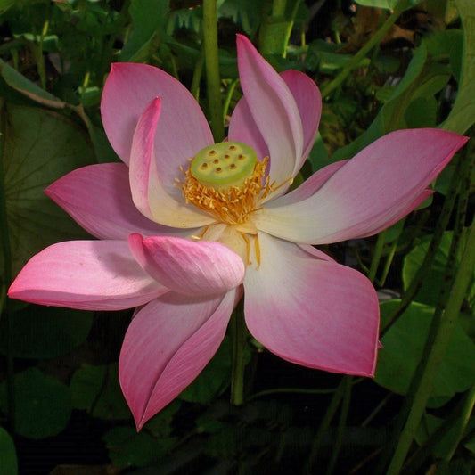 Princess Harper Dwarf Lotus