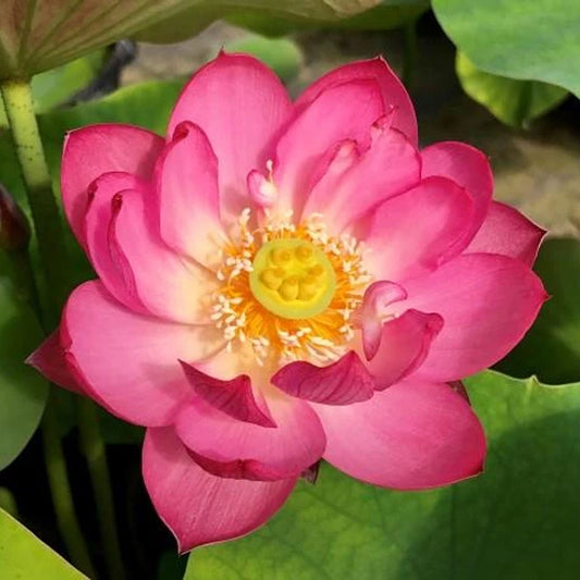 Red at Sunset Dwarf Lotus