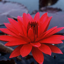 Red Flare Lily