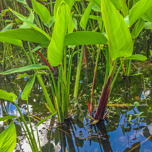 Large Red Stemmed Thalia