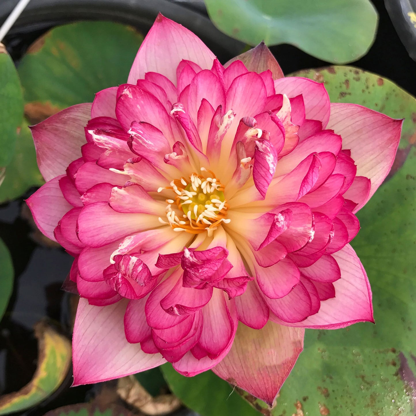 Rosy Red Duplicate Lotus