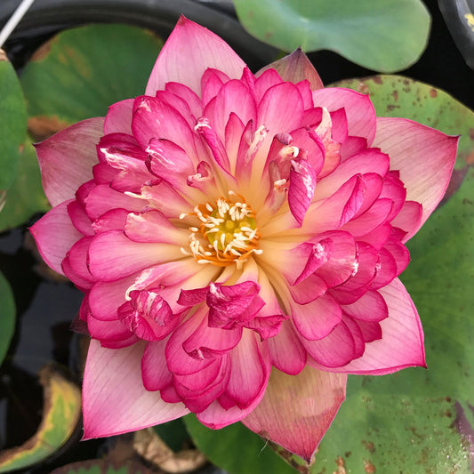 Rosy Red Duplicate Lotus