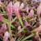 Sarracenia Scarlet Belle - Pitcher Plant