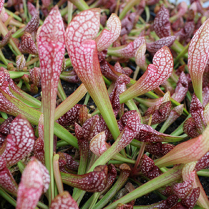 Sarracenia Scarlet Belle - Pitcher Plant