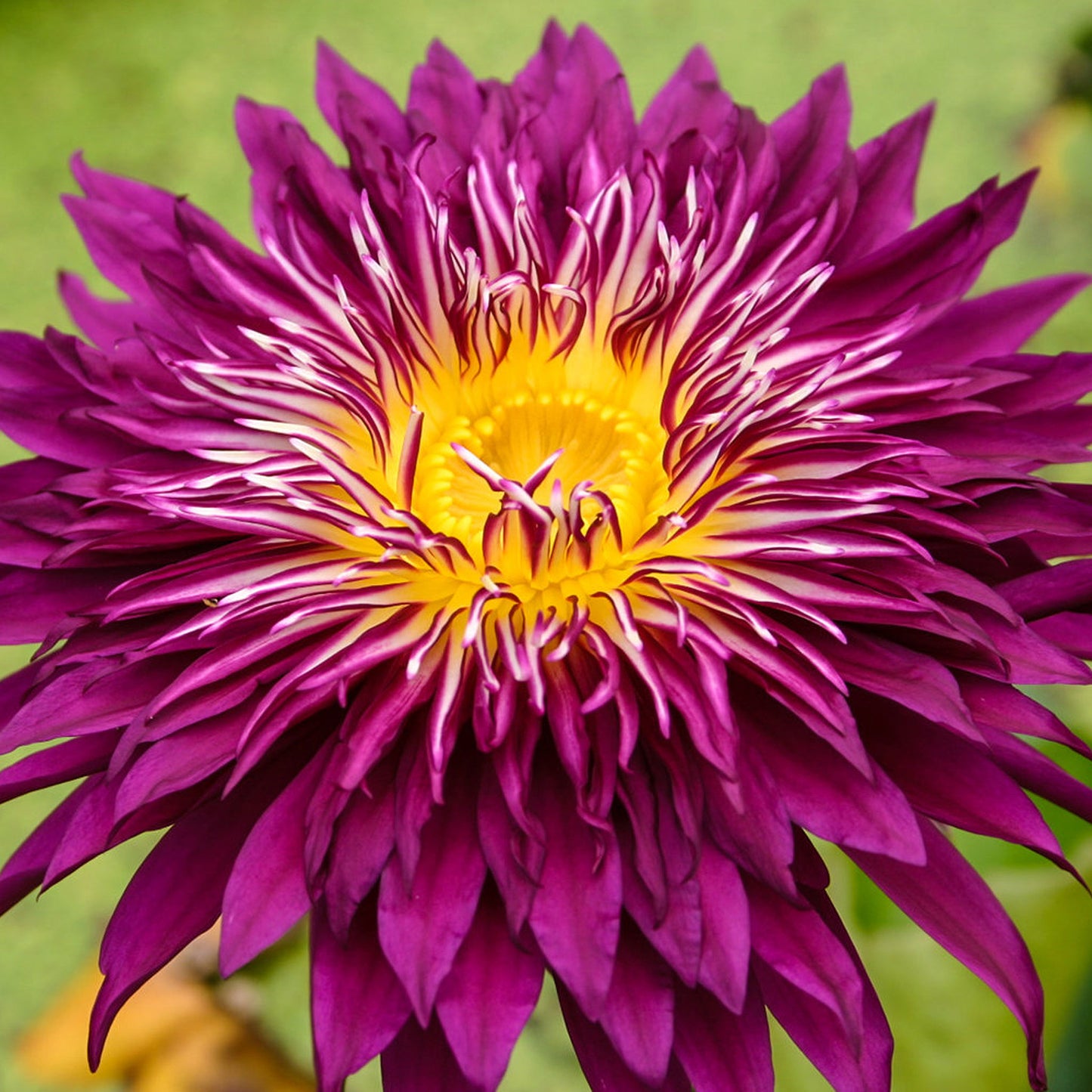 Scarlet Flame Lily - Premium