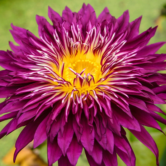 Scarlet Flame Lily - Premium