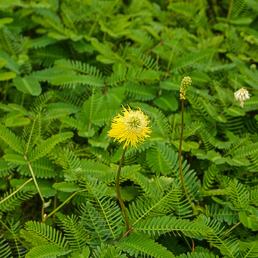 Sensitive Plant