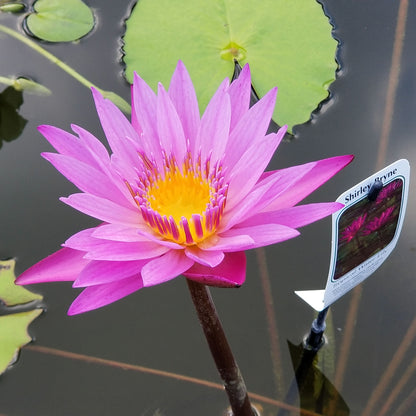 Queen Of Siam Lily