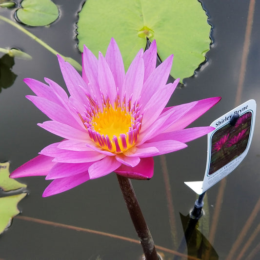 Queen Of Siam Lily