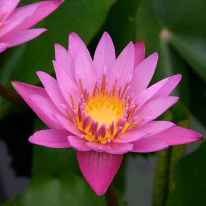 Queen Of Siam Lily