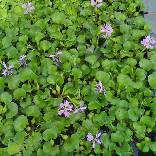 Water Hyacinth