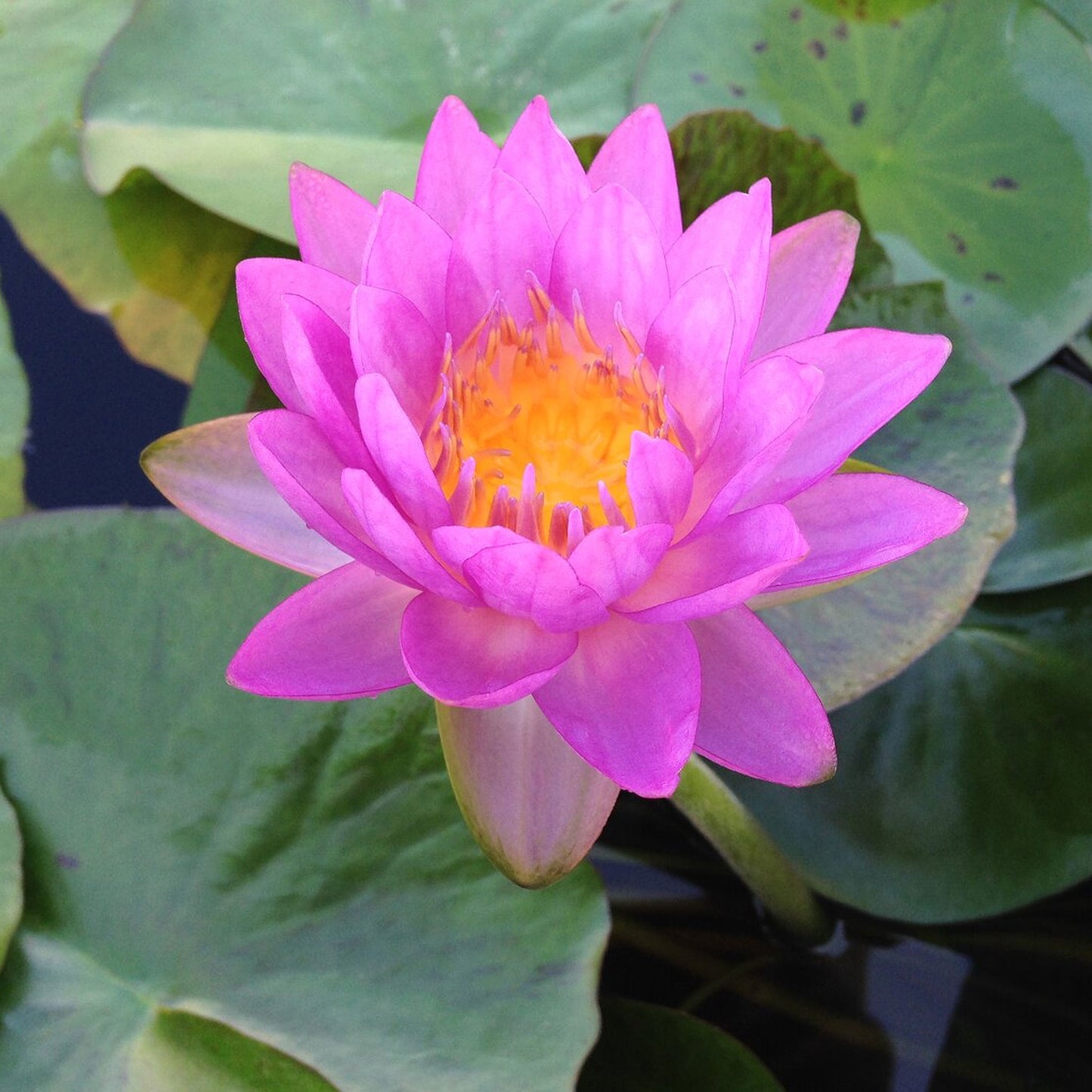 Siam 2 Purple Lily - Premium