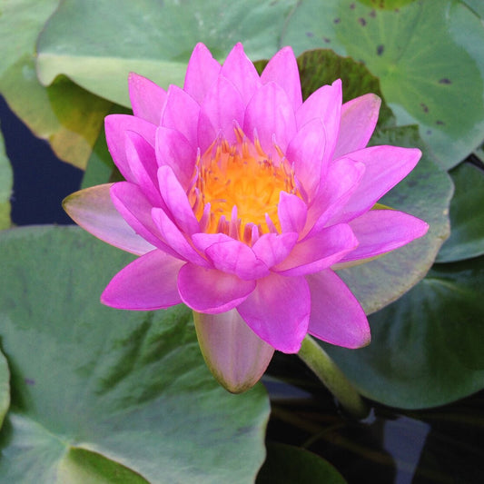 Siam 2 Purple Lily - Premium