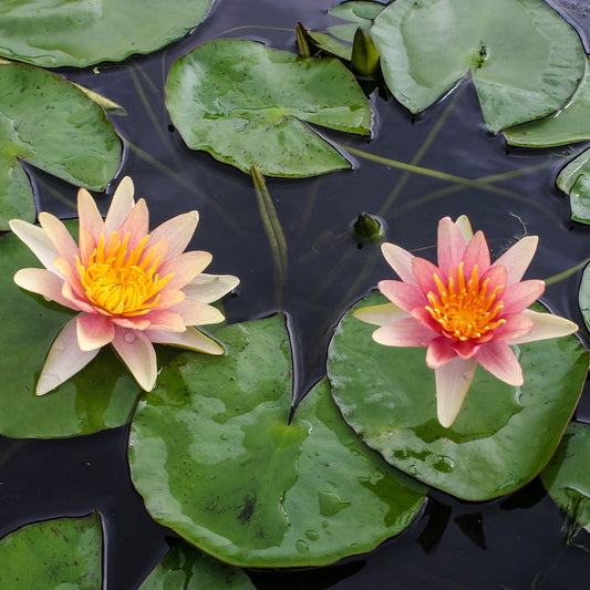 Sioux Lily