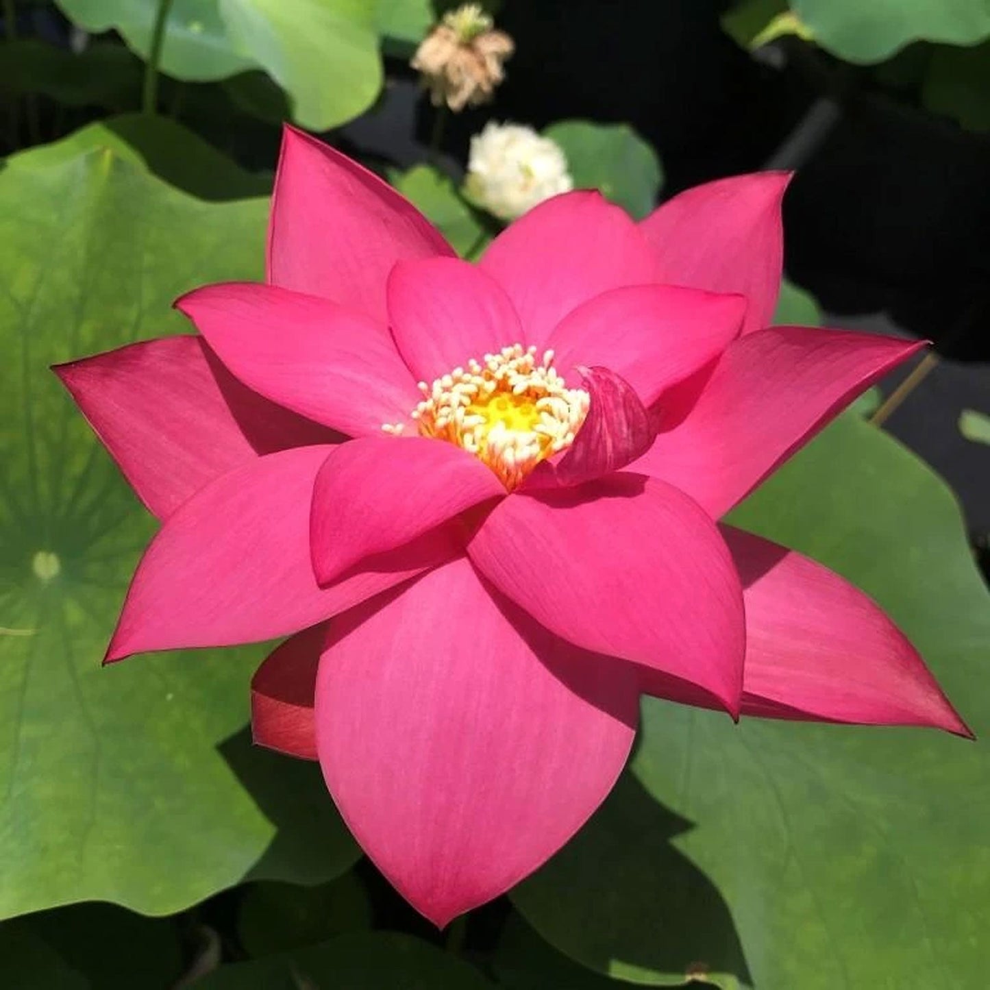 Slim Red Fingers Lotus
