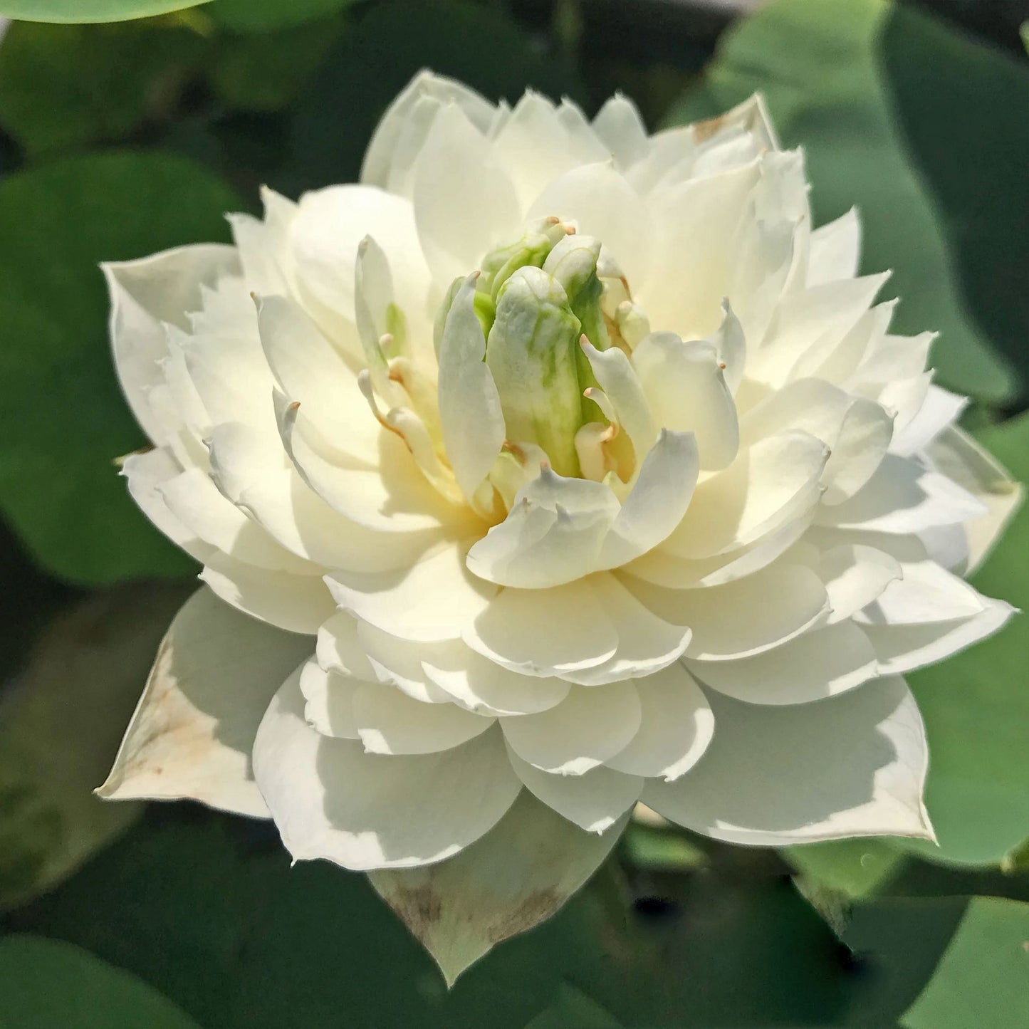 Snow Loving Dwarf Lotus