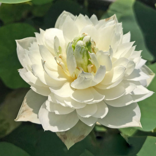 Snow Loving Dwarf Lotus