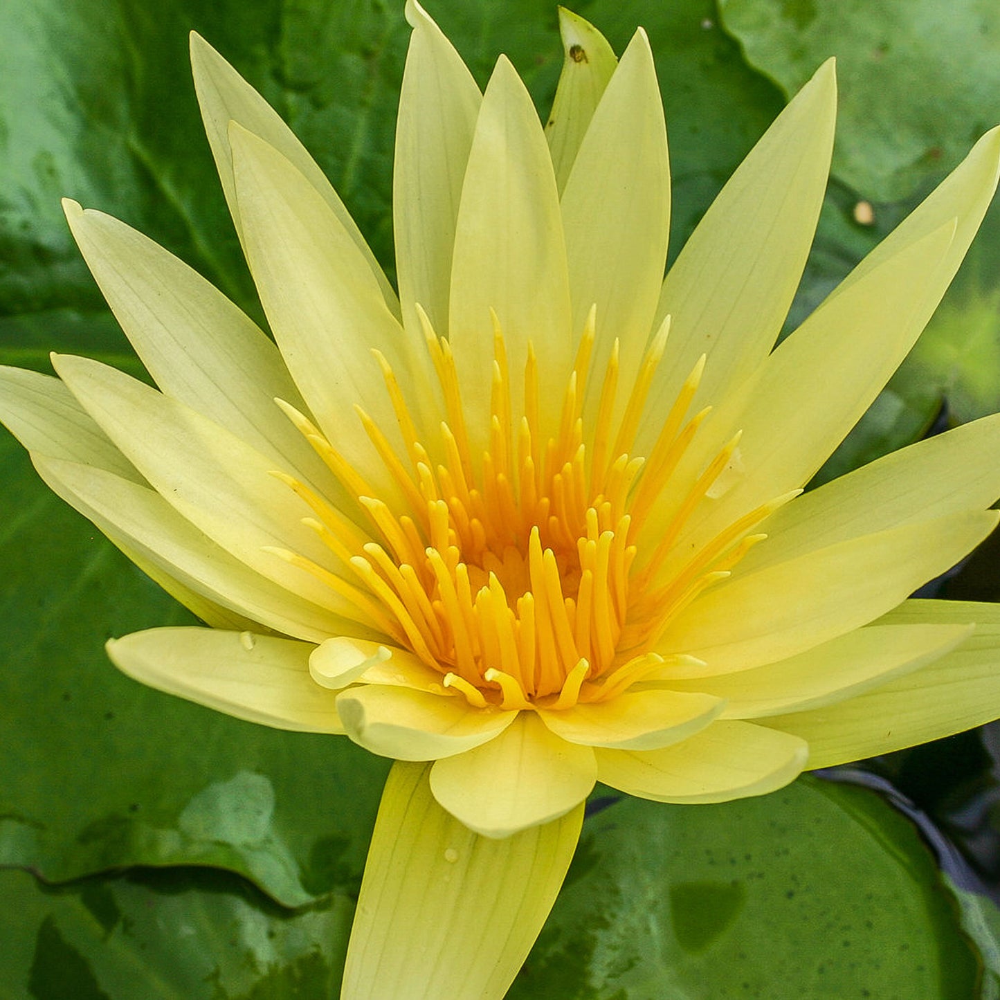 Saint Louis Gold Lily