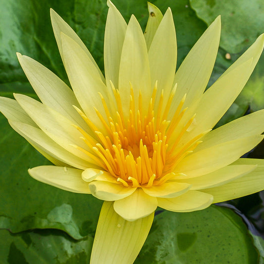 Saint Louis Gold Lily