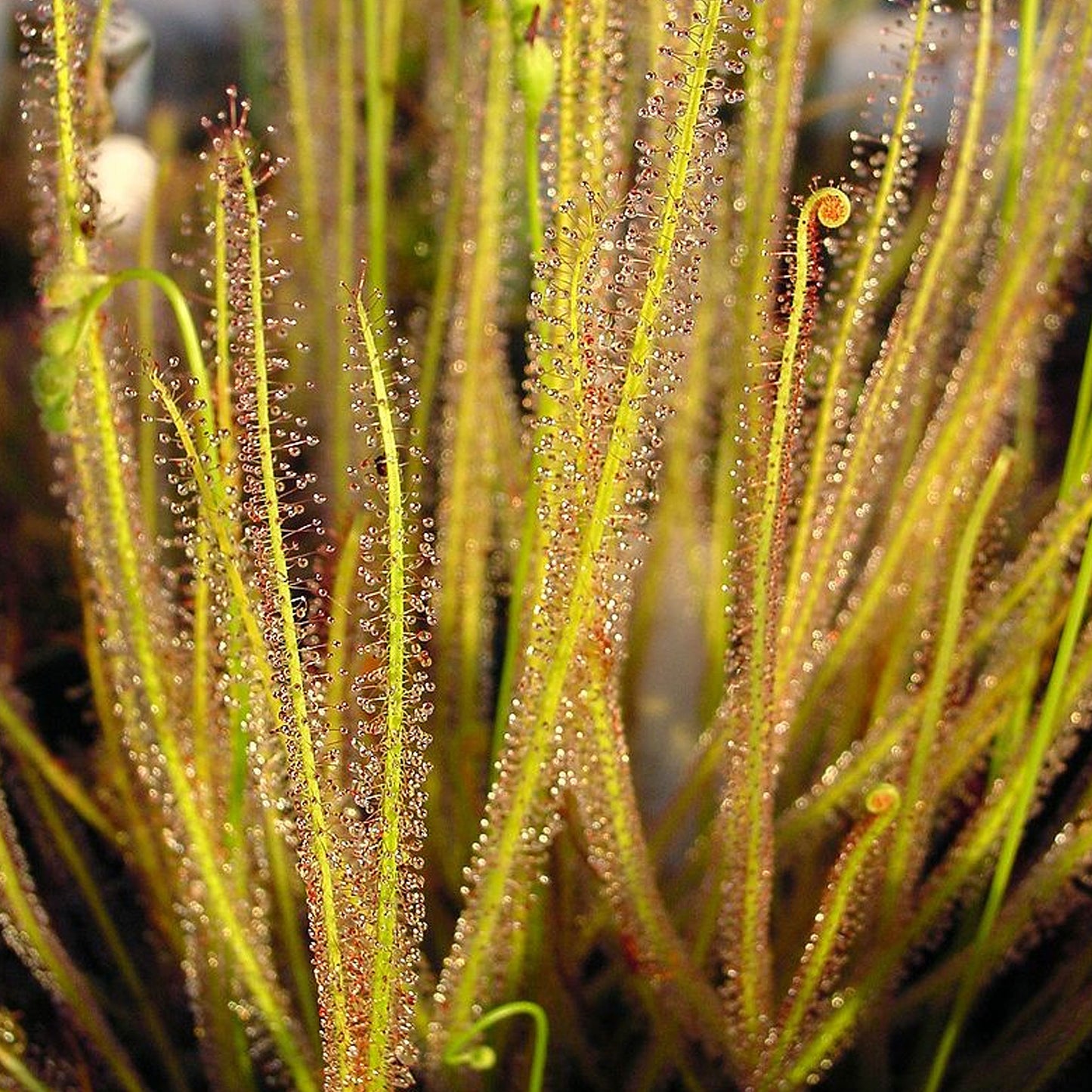 Sundew Thread leaf
