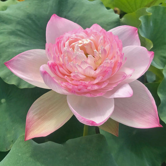 Super Lotus