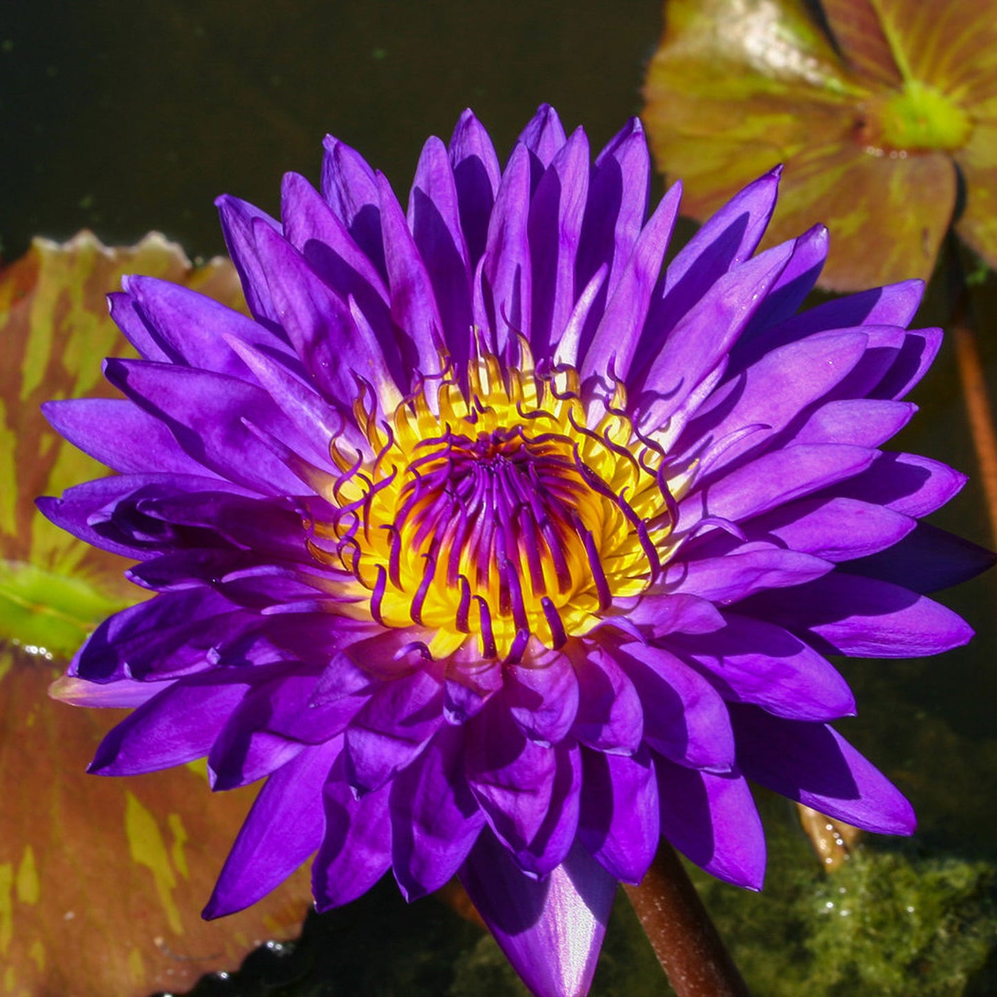 Tanzanite Lily - Premium