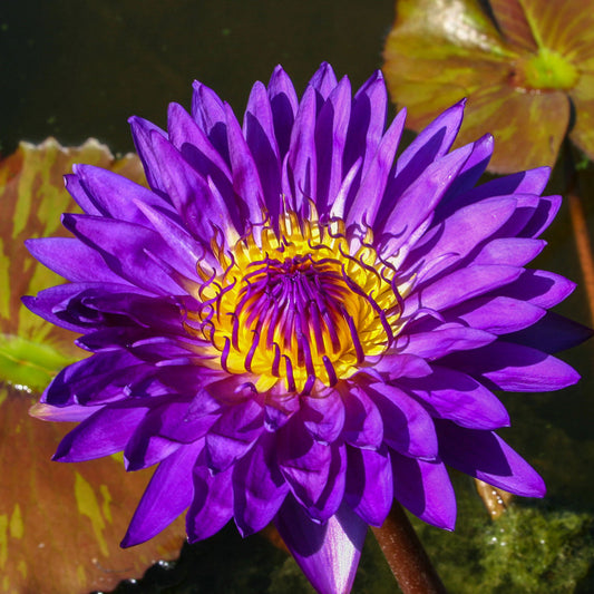 Tanzanite Lily - Premium