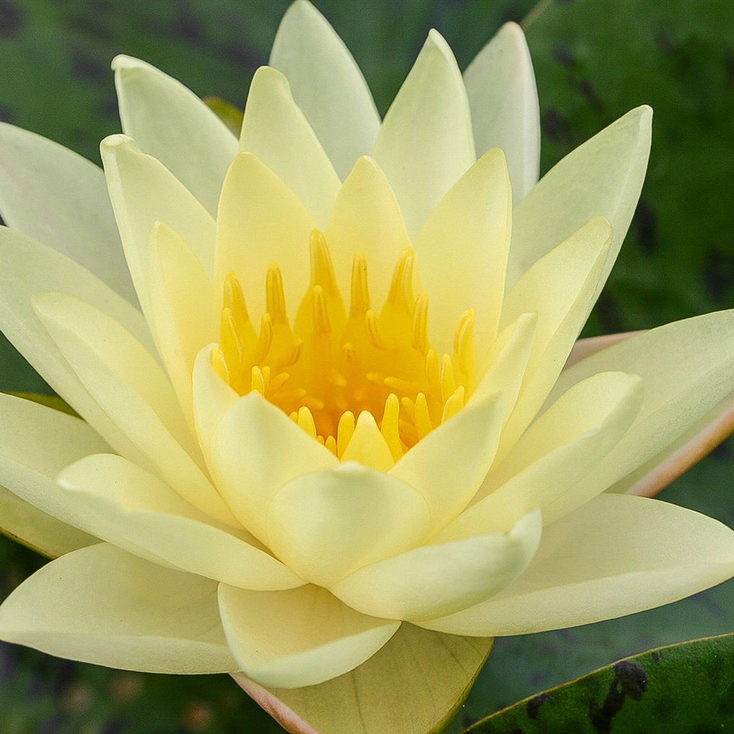 Texas Dawn Lily