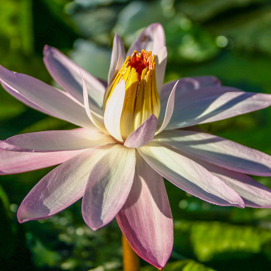 Texas Shell Pink Lily