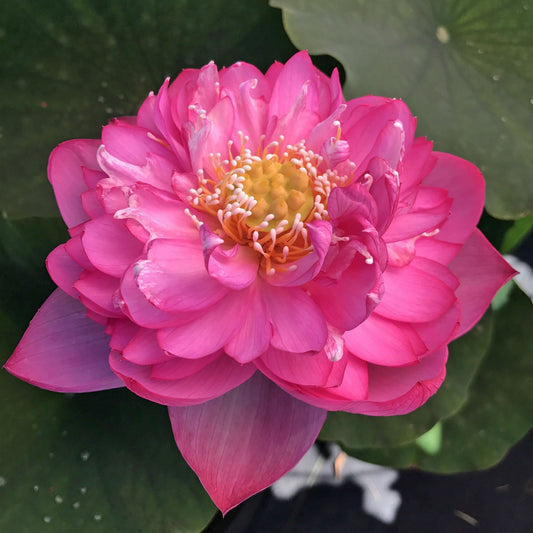 Titanic Lotus