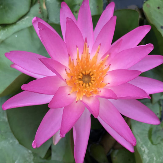 Tropic Star Lily - Premium