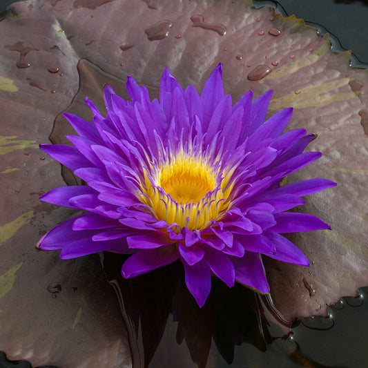 Ultra Violet Lily - Premium