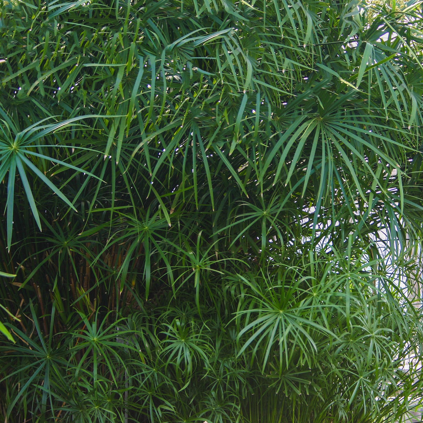 Umbrella Palm