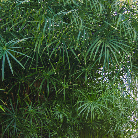 Umbrella Palm
