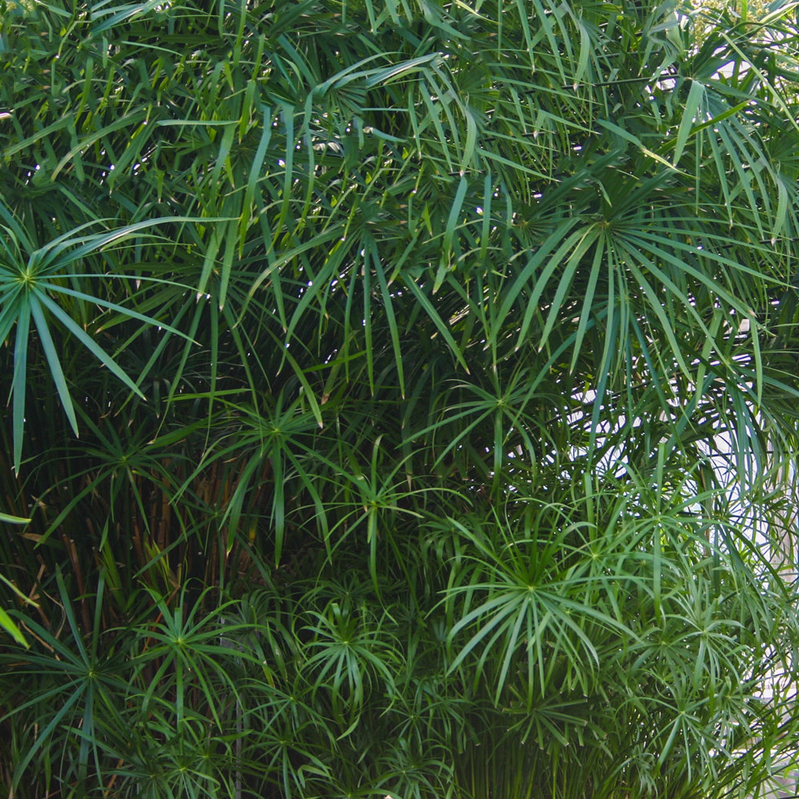 Umbrella Palm PONDS PLUS Water Garden Center