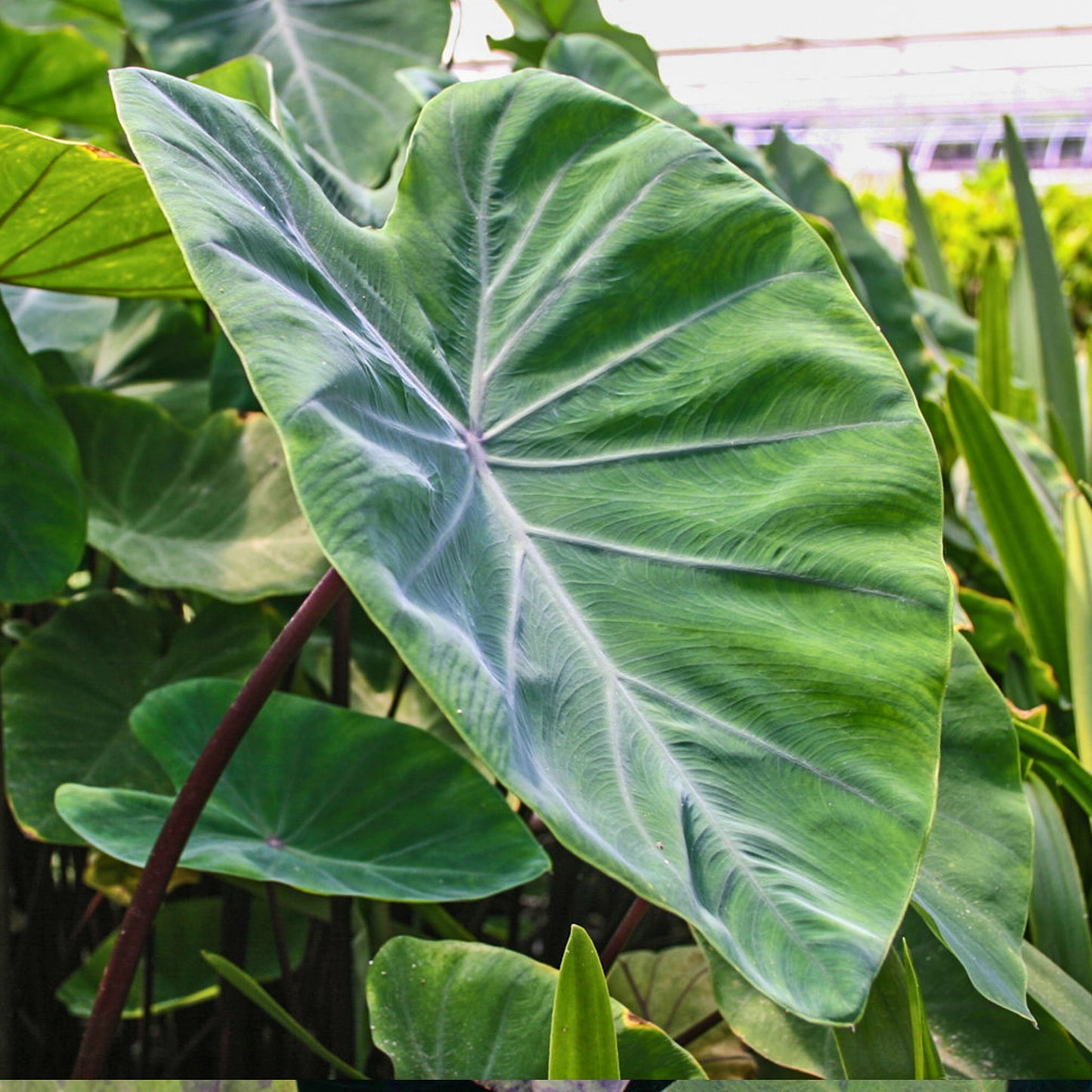 Violet Stemmed Taro