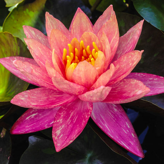 Wanavisa Lily