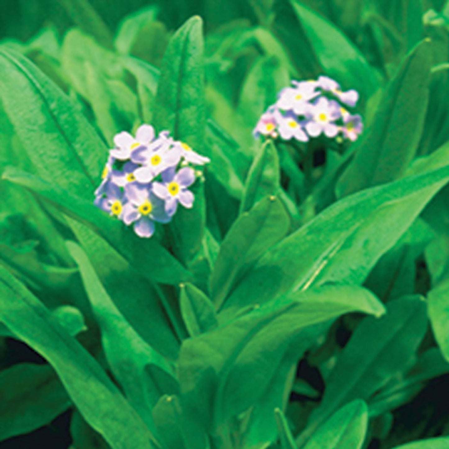 Forget-Me-Not - Large