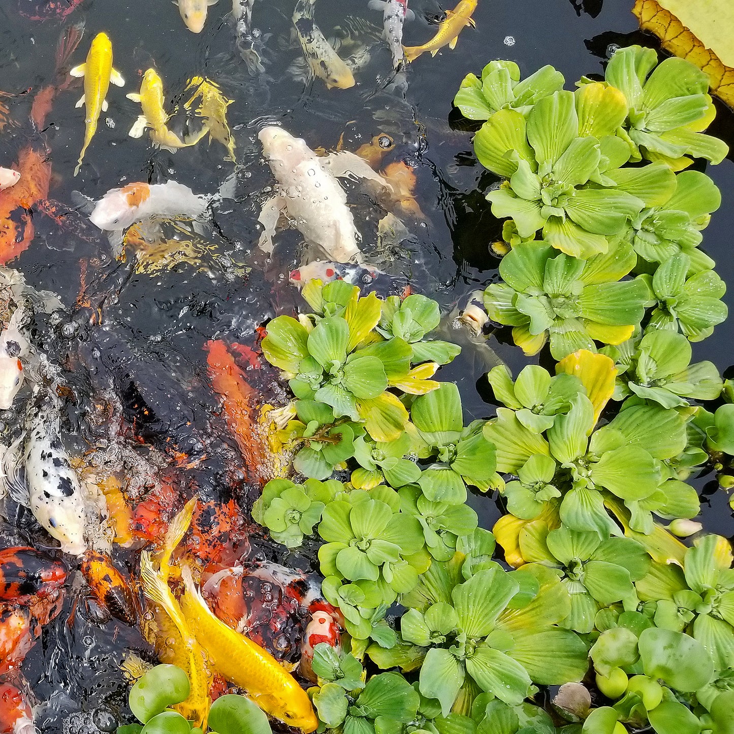 Water Lettuce