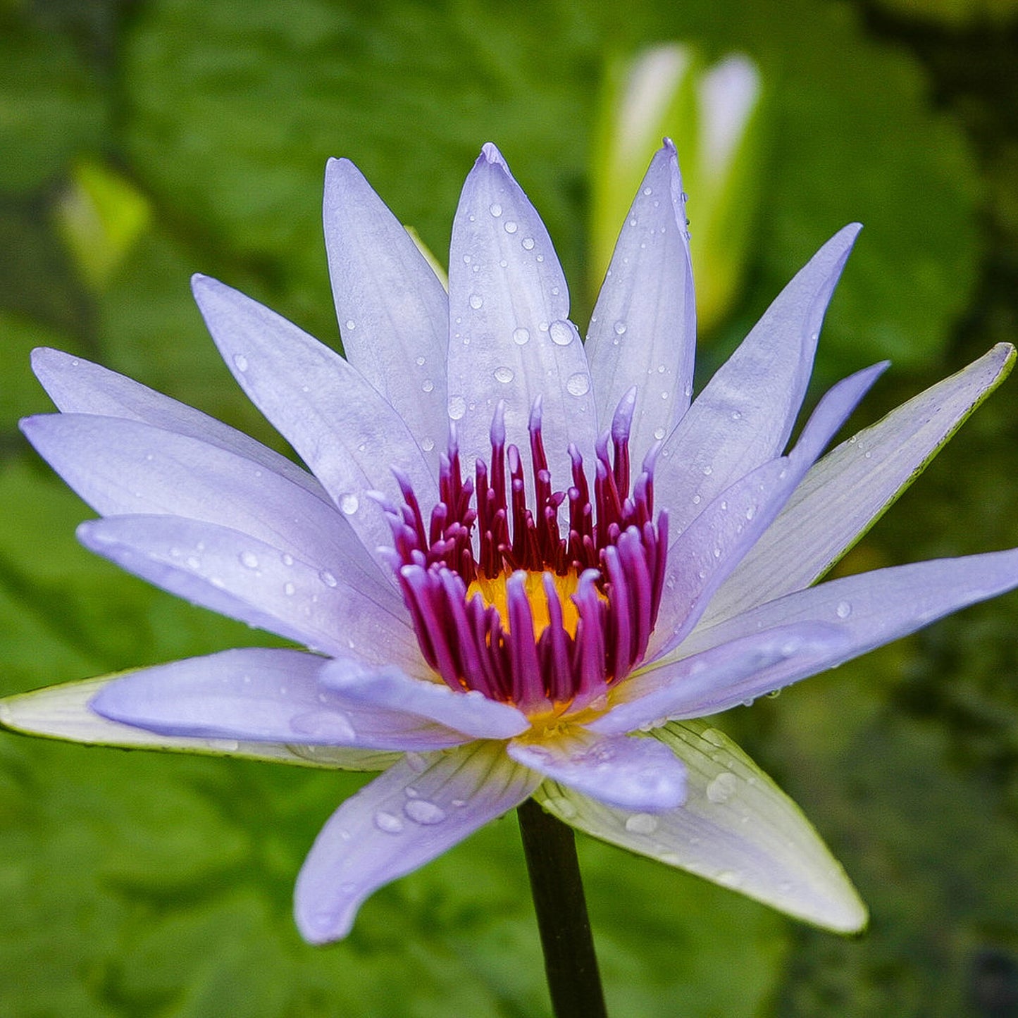 Woods Blue Goddess Lily