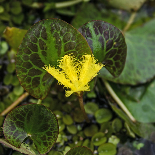 Snowflake - Yellow